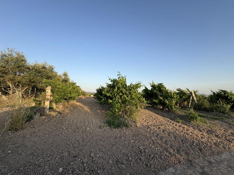 MANİSA SARUHANLI'DA 26.895 M2 SATILIK TARLA (101196446)